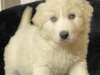 Great Pyrenees dogs Gina - Ad 37