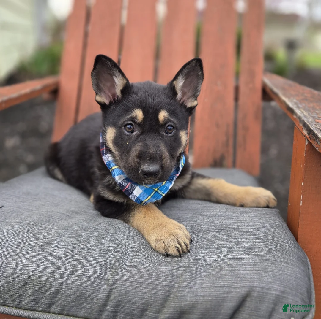 German Shepherd dogs for sale: Kliff - Ad 4