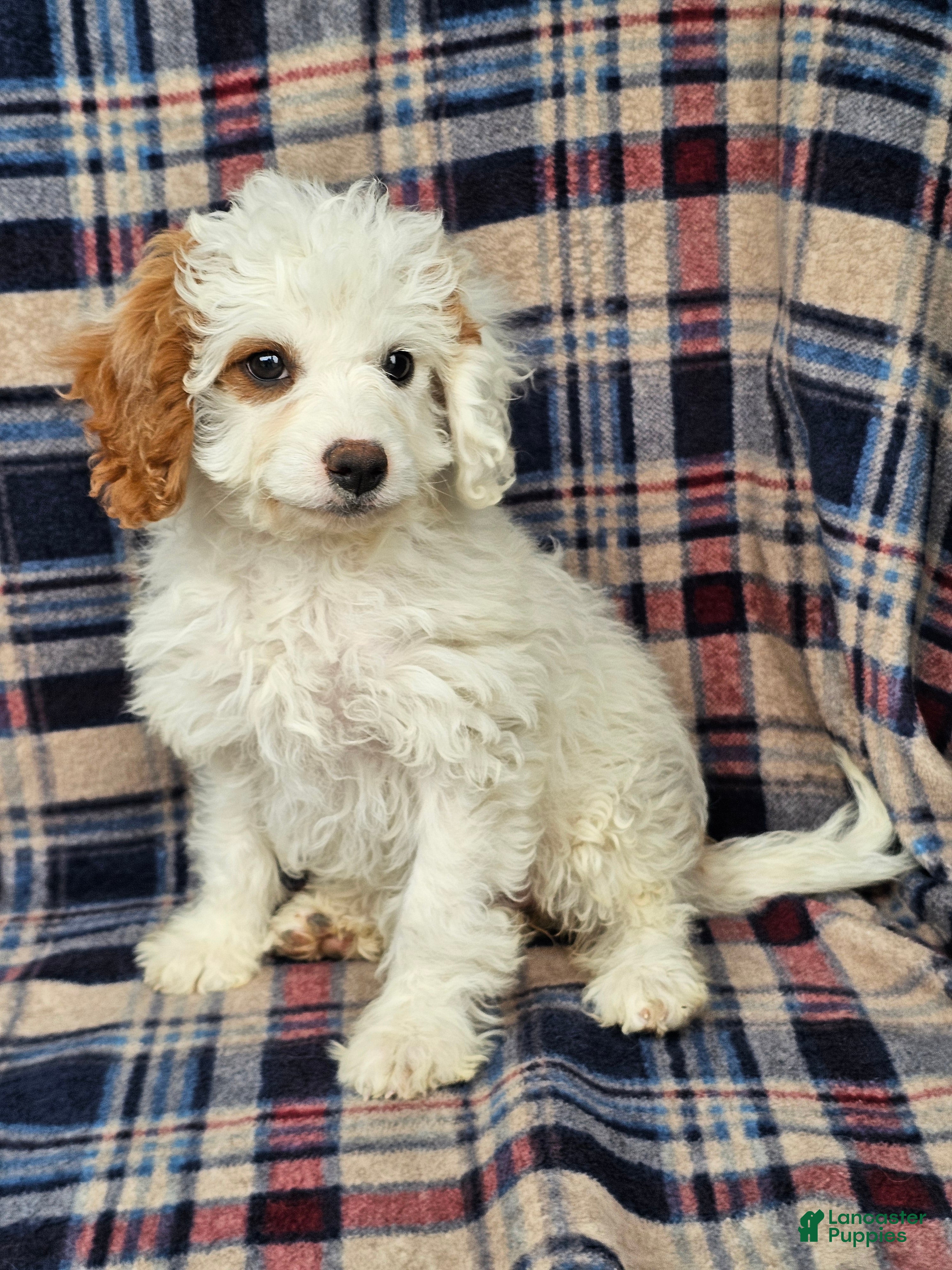 Cavapoo dogs for sale: Nori - Ad 2