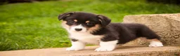 Welsh Corgi Pembroke dogs for sale: Zane - Ad 8