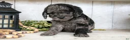 Miniature Labradoodle dogs for sale: Mia - Ad 3