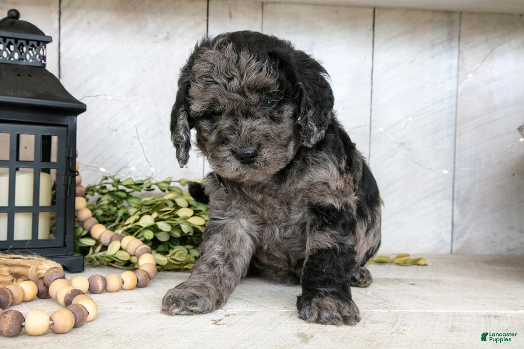 Miniature Labradoodle dogs for sale: Mia - Ad 3