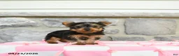 Yorkshire Terrier dogs for sale: Cocopuff - Ad 3