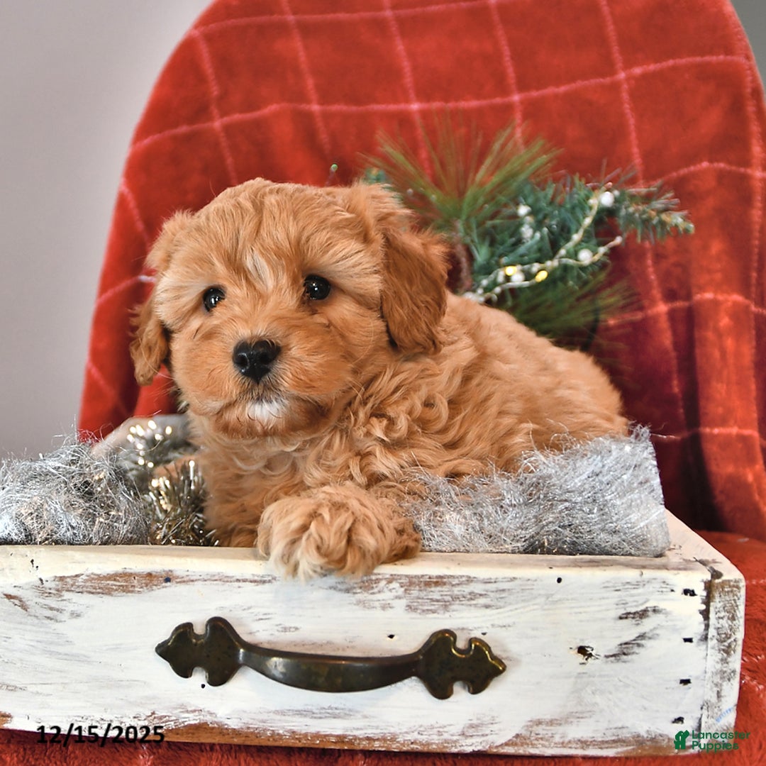 Shihpoo dogs for sale: Snickerdoodle - Ad 2