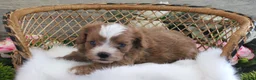 Cavapoo dogs for sale: Autumn's #5 Male - Ad 9