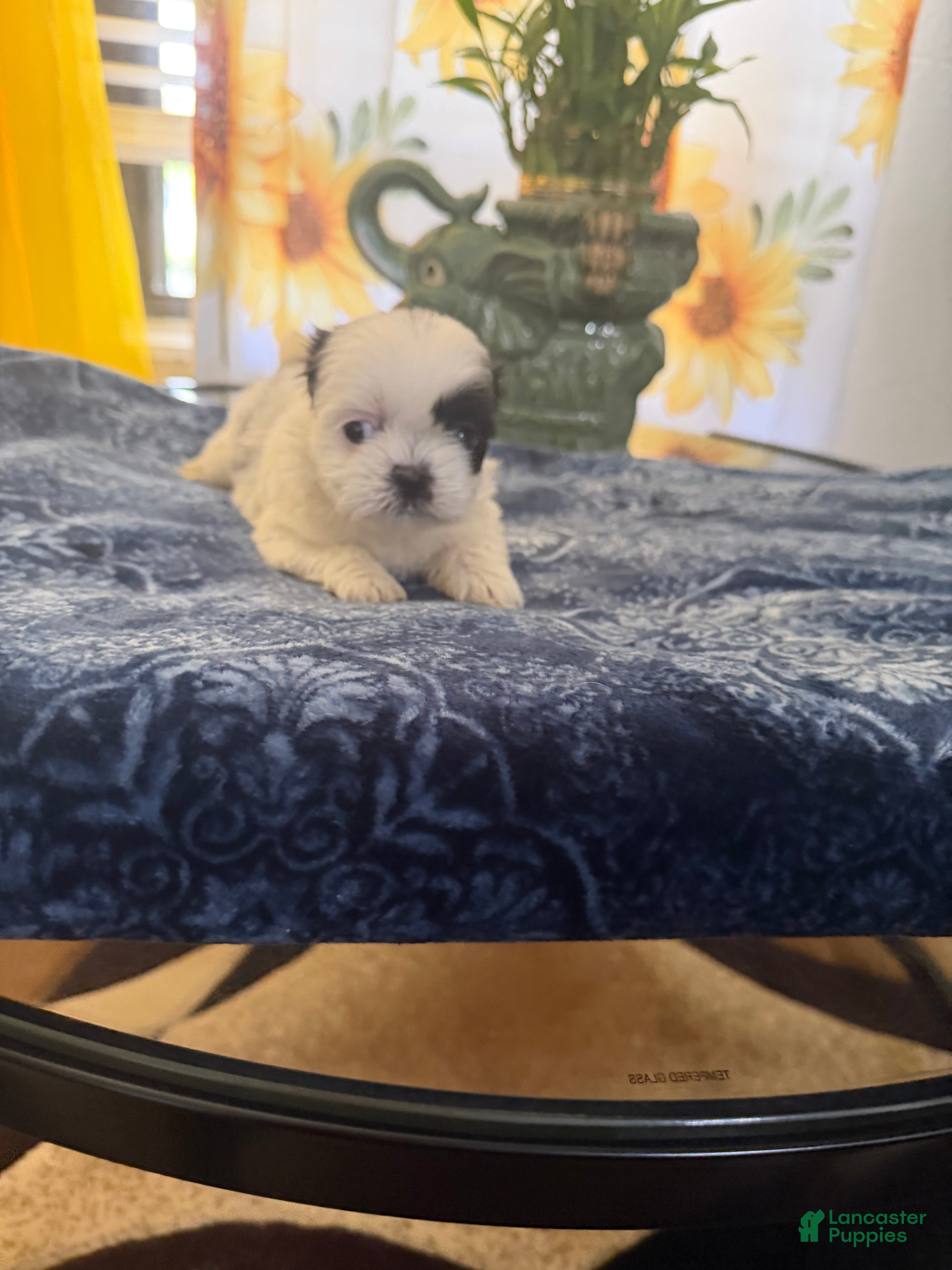 Shih Tzu dogs Shih Tzu  - Ad 32