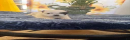 Shih Tzu dogs for sale: Shih Tzu  - Ad 1