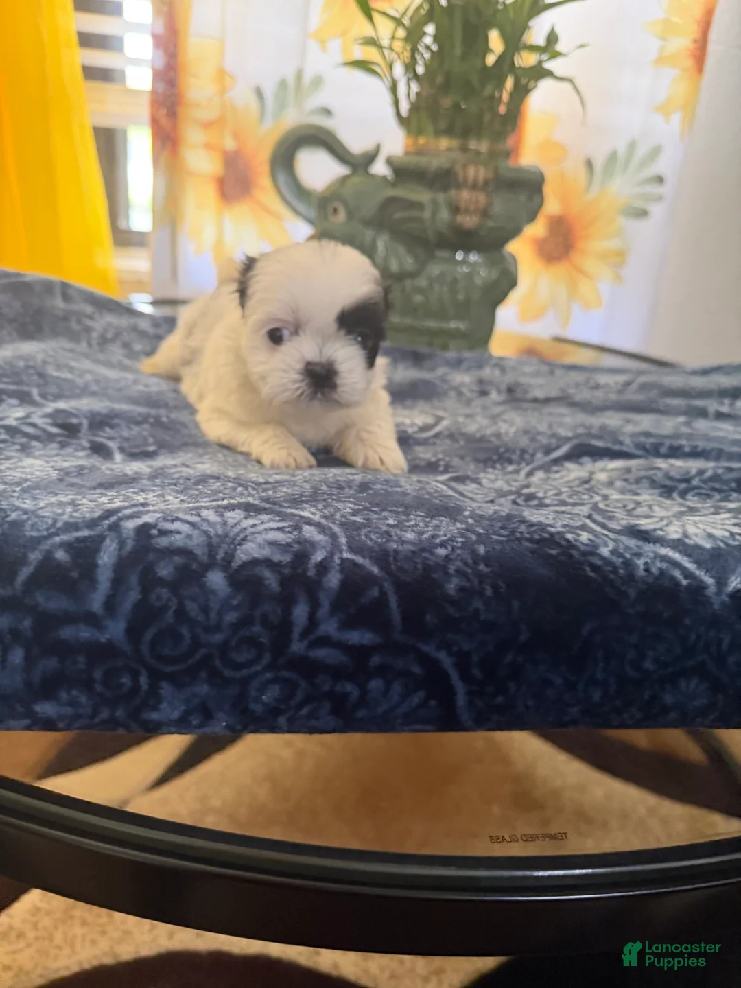 Shih Tzu dogs for sale: Shih Tzu  - Ad 1