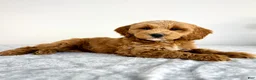 Mini Goldendoodle dogs for sale: Grayson  - Ad 3