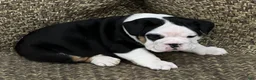 English Bulldog dogs for sale: Valentine  - Ad 5