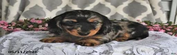 Miniature Dachshund dogs for sale: Rover - Ad 2