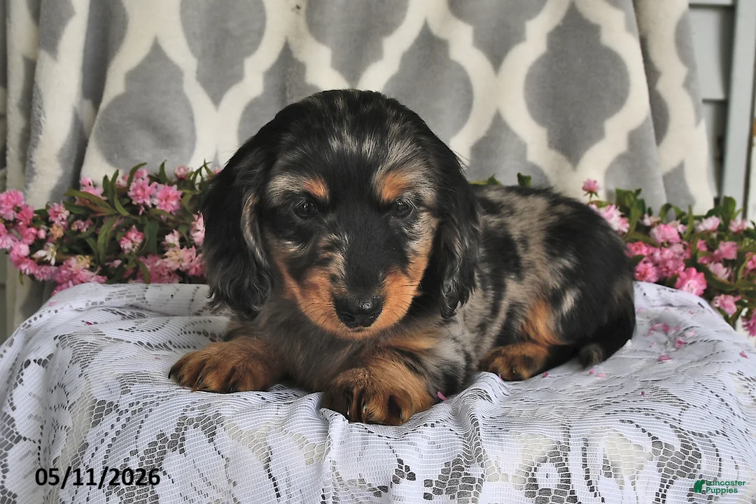 Miniature Dachshund dogs for sale: Rover - Ad 2