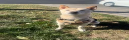 Shiba Inu dogs for sale: Odessa - Ad 3