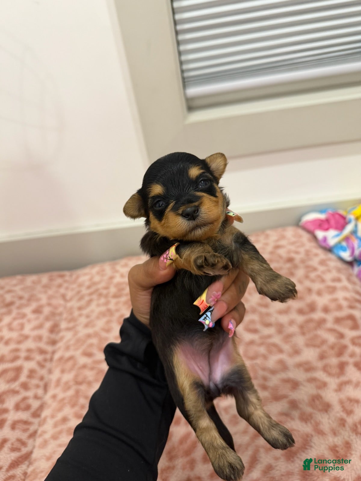 Yorkshire Terrier dogs for sale: Puupy1 Female  - Ad 4