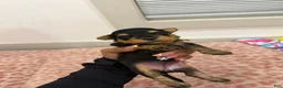 Yorkshire Terrier dogs for sale: Puupy1 Female  - Ad 1