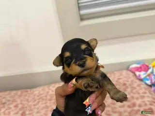 Yorkshire Terrier dogs for sale: Puupy1 Female - Ad 4