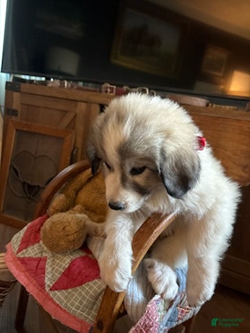 Great Pyrenees dogs Jinx - Ad 2