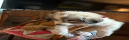 Great Pyrenees dogs for sale: Jinx - Ad 2