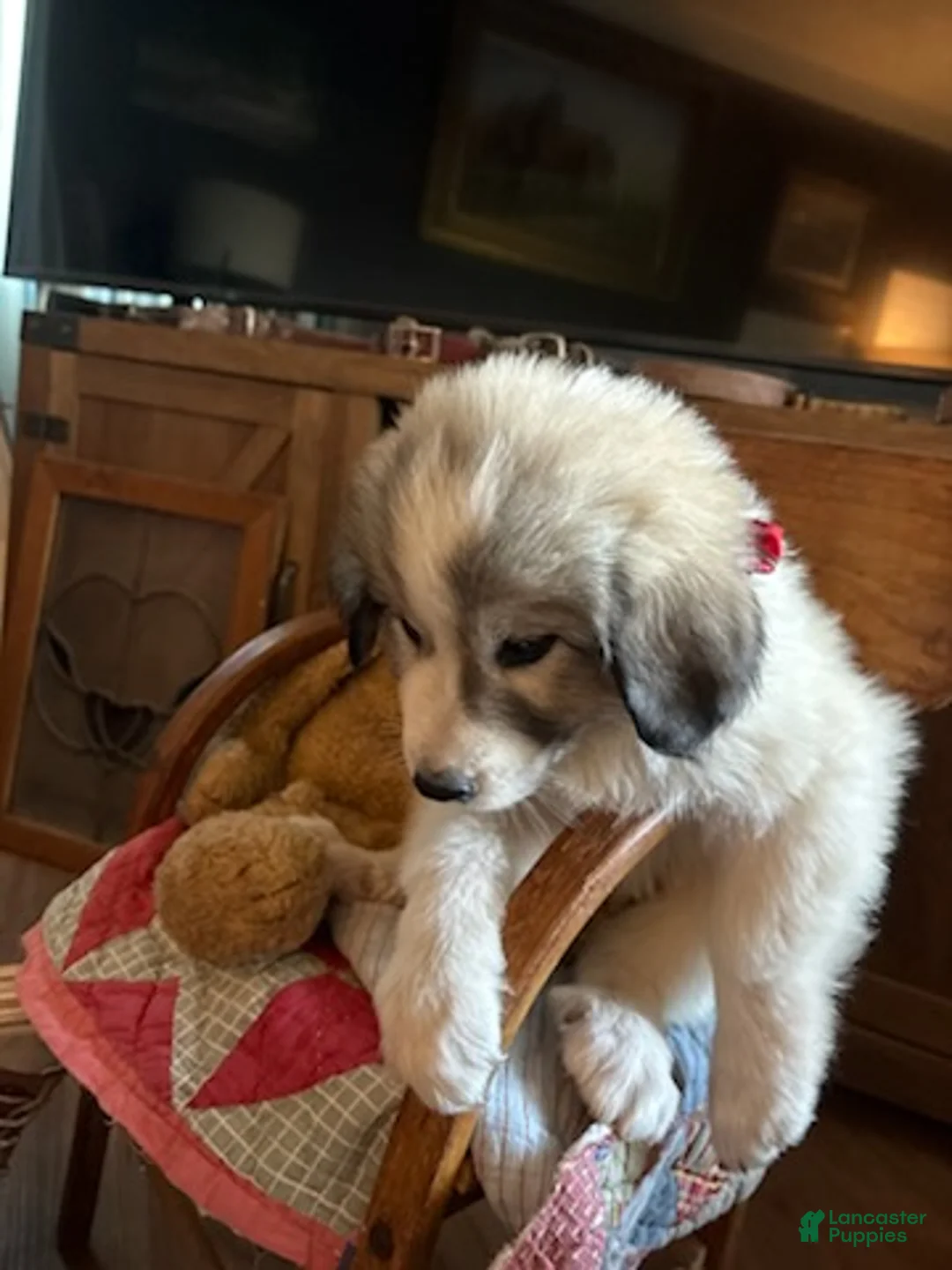 Great Pyrenees dogs for sale: Jinx - Ad 2