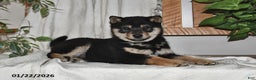 Shiba Inu dogs for sale: Mason - Ad 3