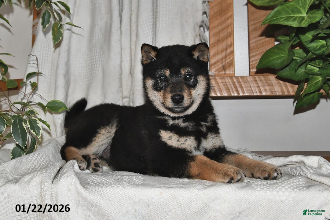 Shiba Inu dogs for sale: Mason - Ad 3