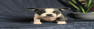 Francis