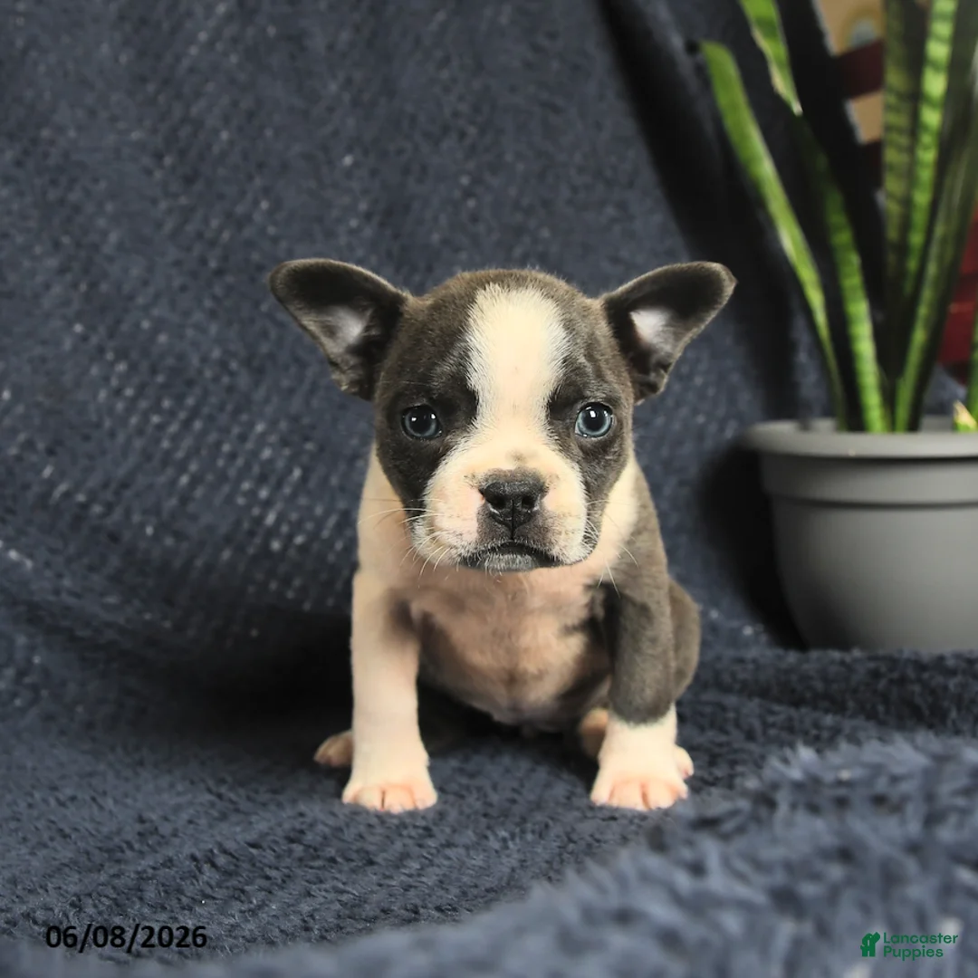Boston Terrier dogs for sale: Francis - Ad 1