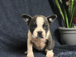 Boston Terrier dogs for sale: Francis - Ad 3
