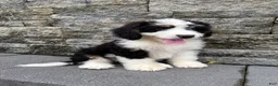 Bernedoodle dogs for sale: Sara  - Ad 3