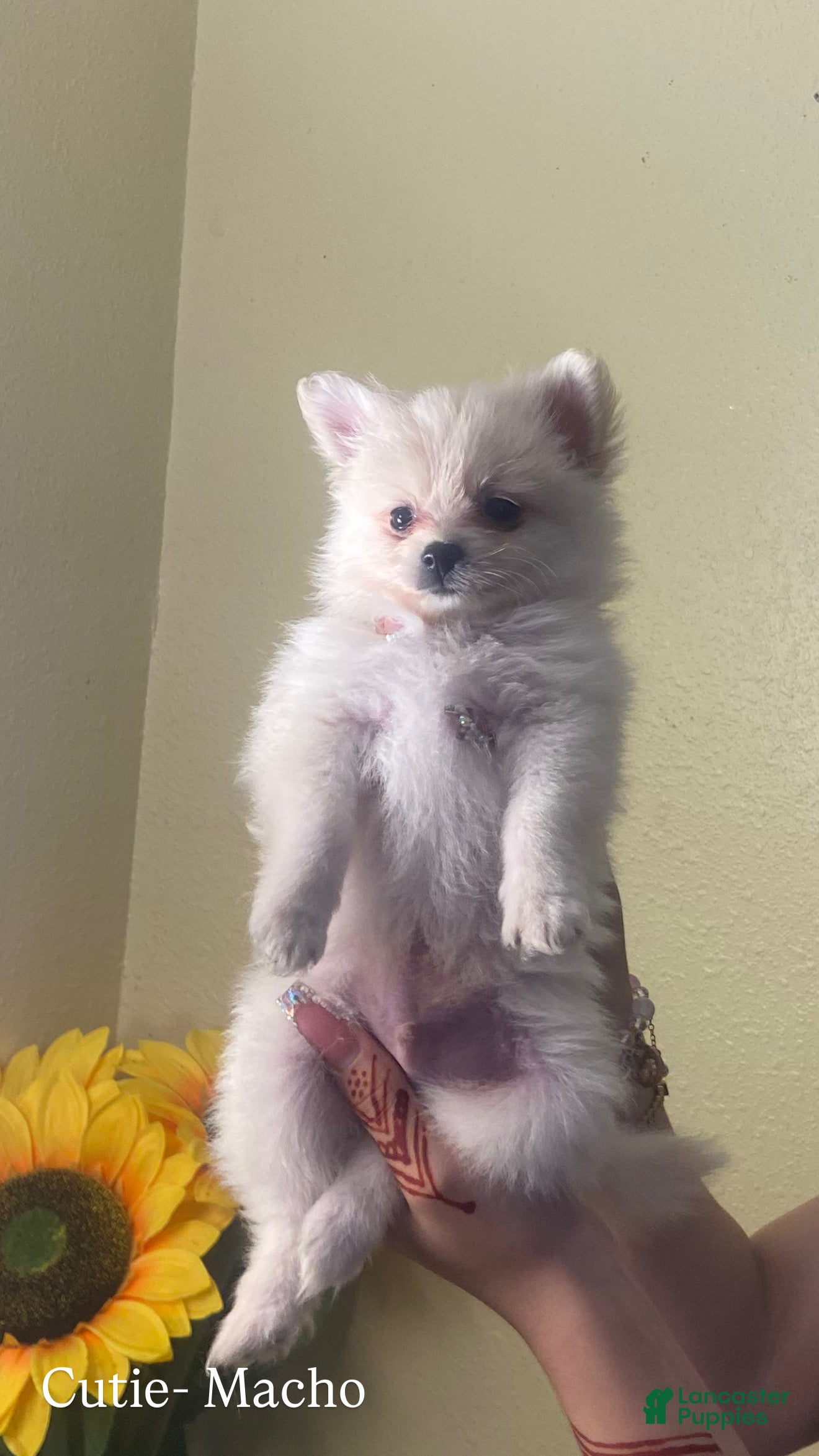 Pomeranian dogs Cutie - Ad 7