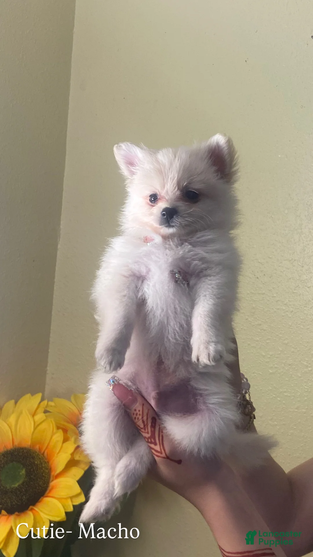 Pomeranian dogs for sale: Cutie - Ad 1