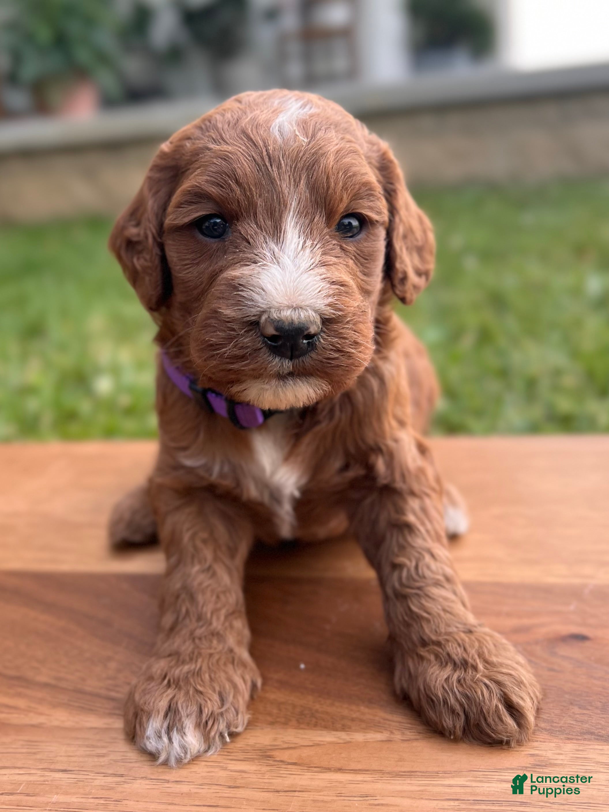 Irish Doodle dogs Aspen - Ad 2