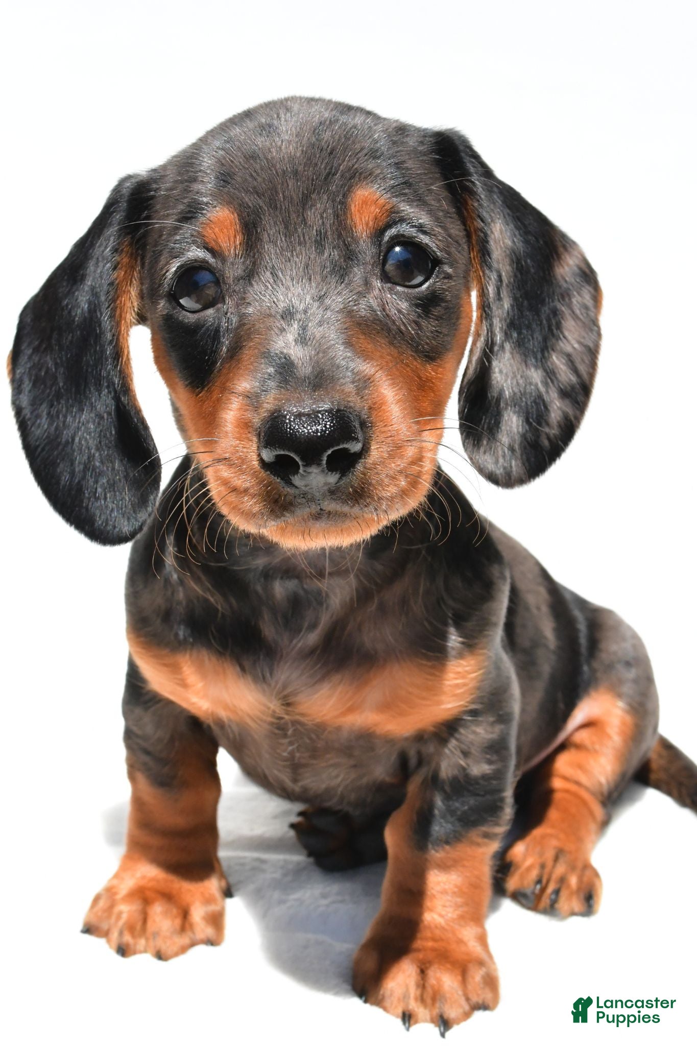 Dachshund dogs Ronnie - Ad 1