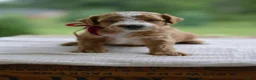 Mini Goldendoodle dogs for sale: July - Ad 6