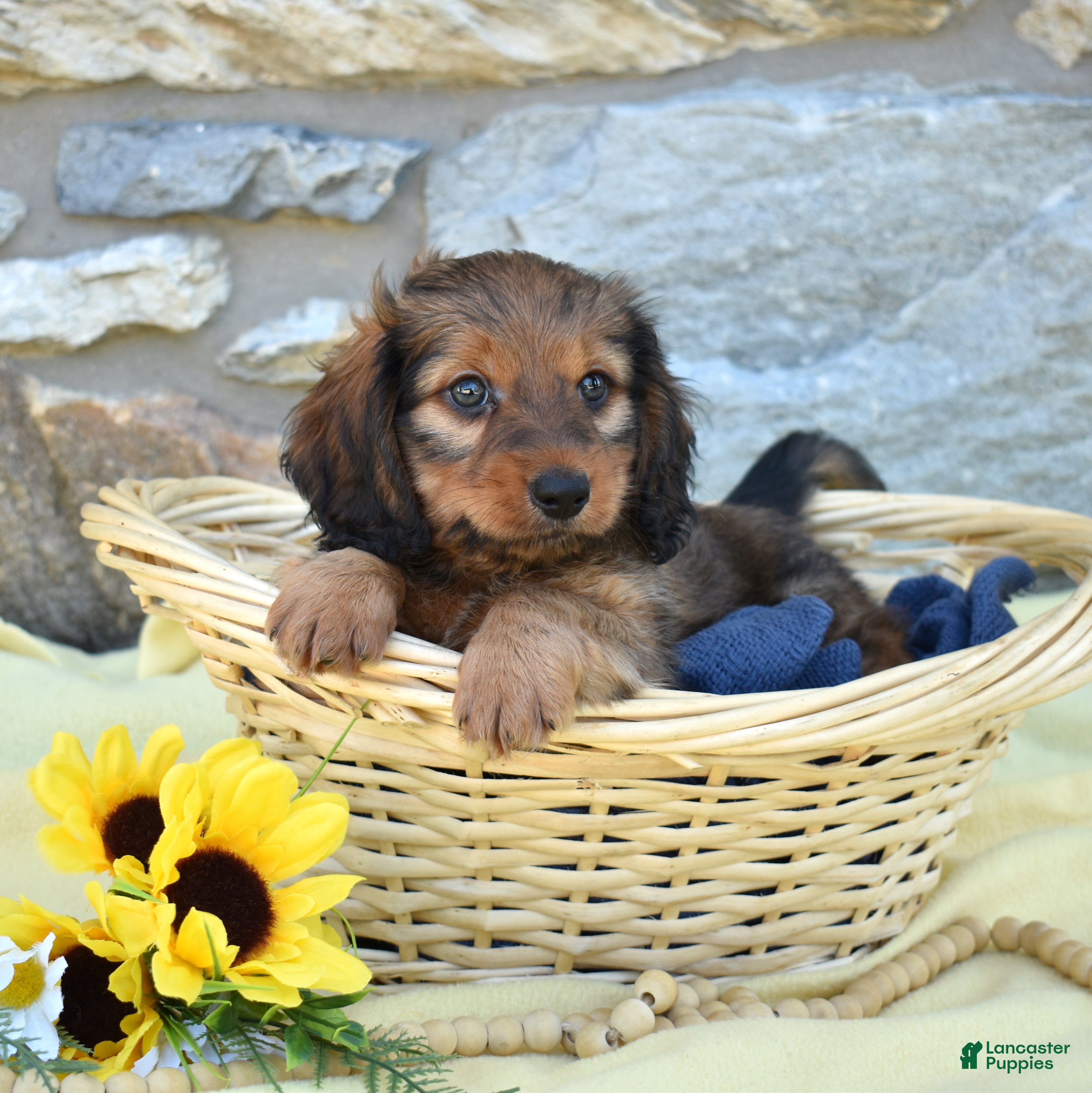 Miniature Dachshund dogs Rusty - Ad 1