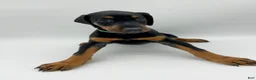 Doberman Pinscher dogs for sale: FULL AKC - Gray - Ad 13