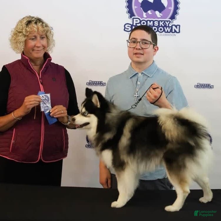 Pomsky dogs Stud Service F4X - Ad 2