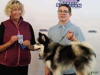 Pomsky dogs Stud Service F4X - Ad 1