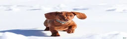 Dachshund dogs for sale: Harley - Ad 6