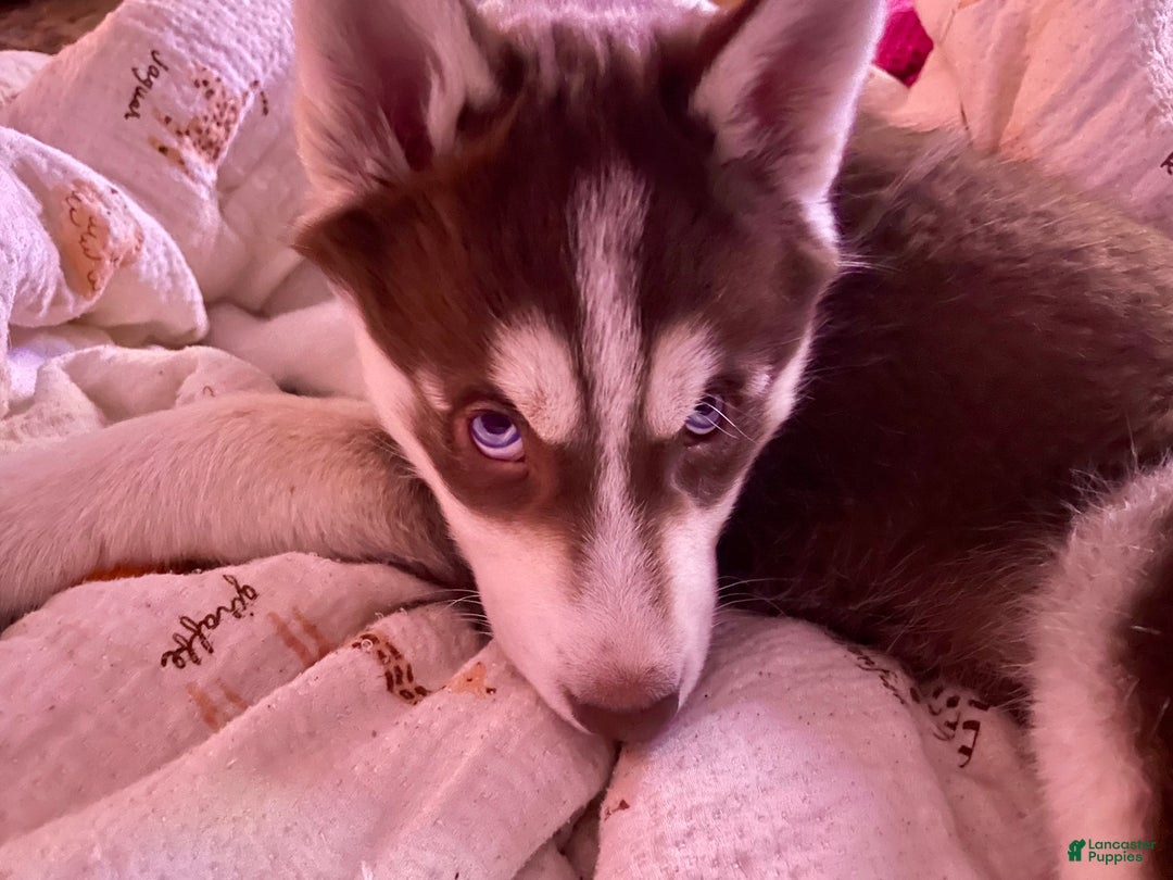 Siberian Husky dogs for sale: AKC Siberian Husky - Idris - Ad 3