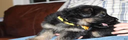 German Shepherd dogs for sale: Carla, yellow collar - Ad 5