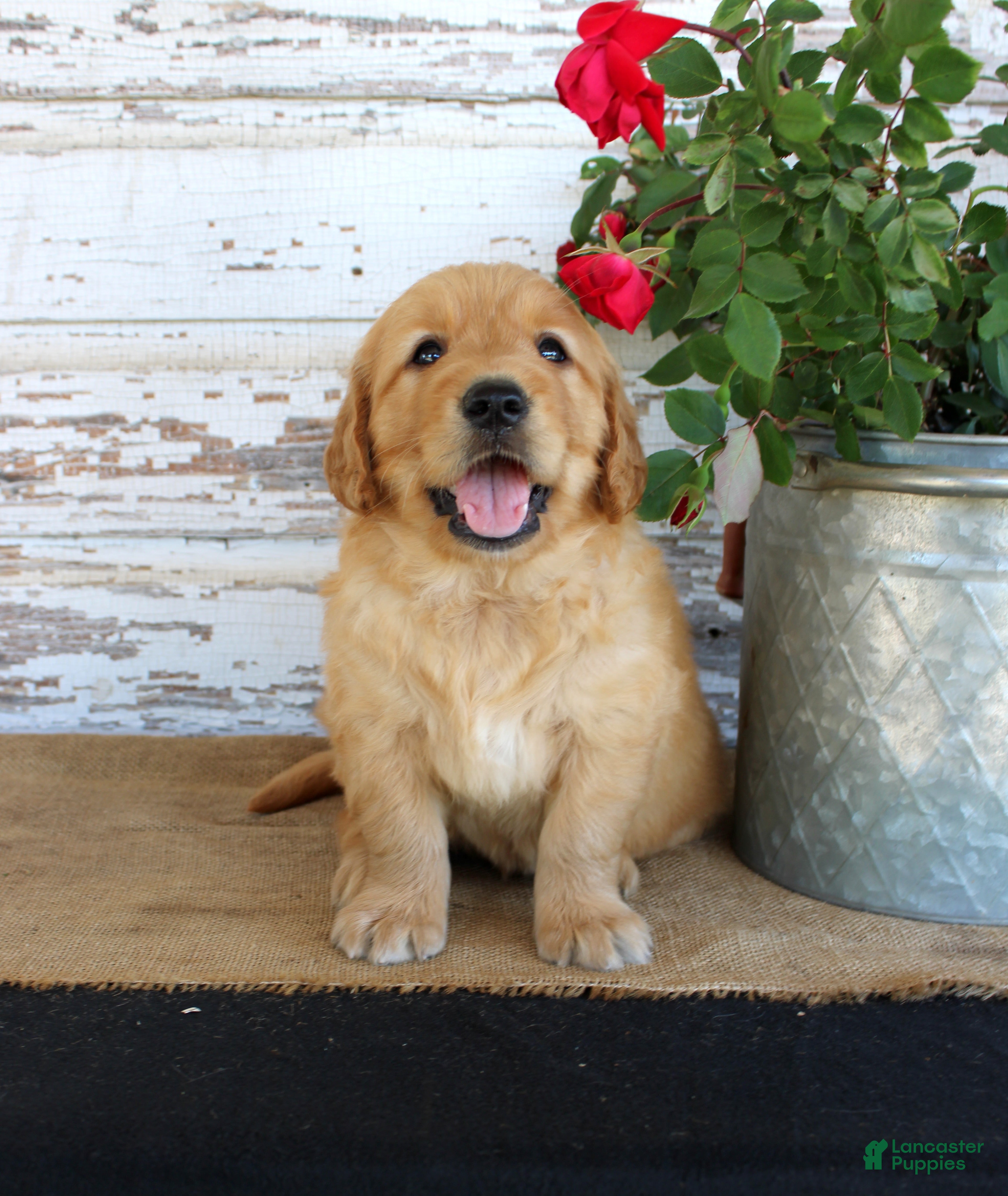Golden Retriever dogs Haley - Ad 39