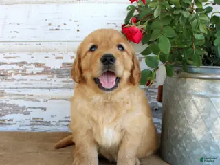 Golden Retriever dogs Haley - Ad 39