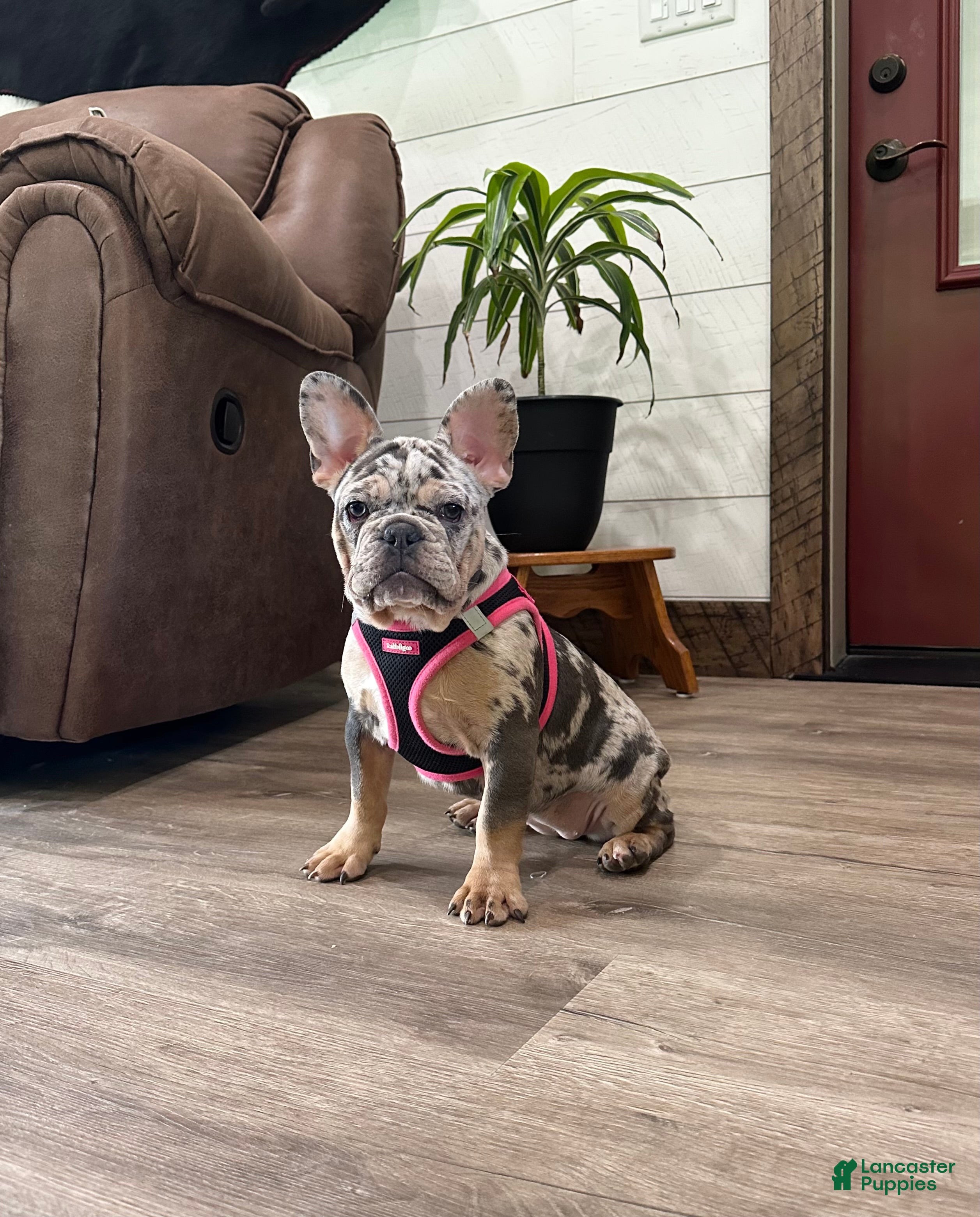 French Bulldog dogs Remny - Ad 2