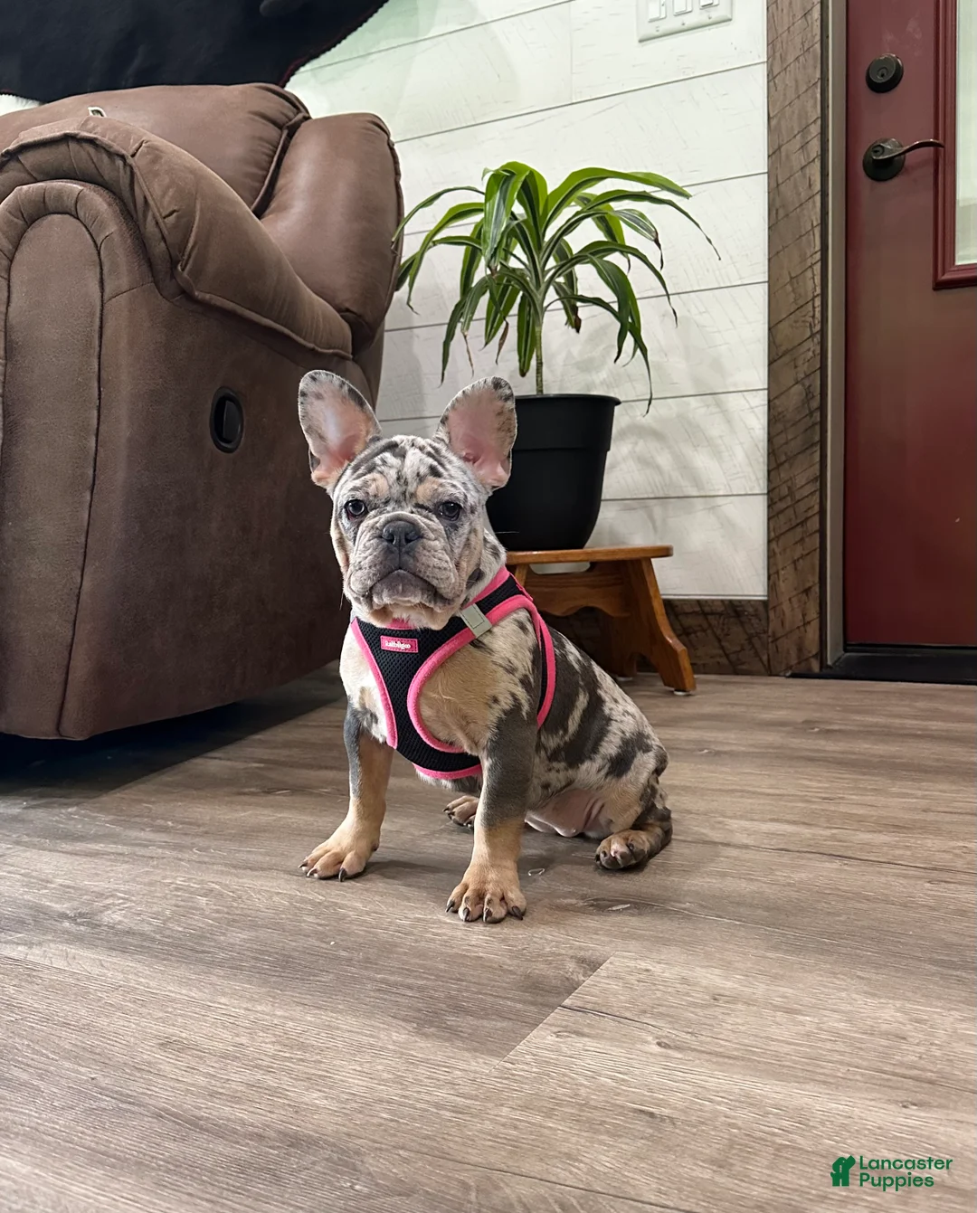 French Bulldog dogs for sale: Remny - Ad 2