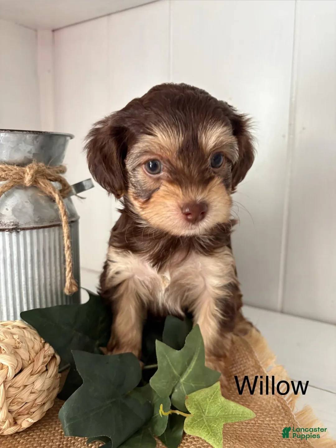 Yorkiepoo dogs for sale: Willow - Ad 2