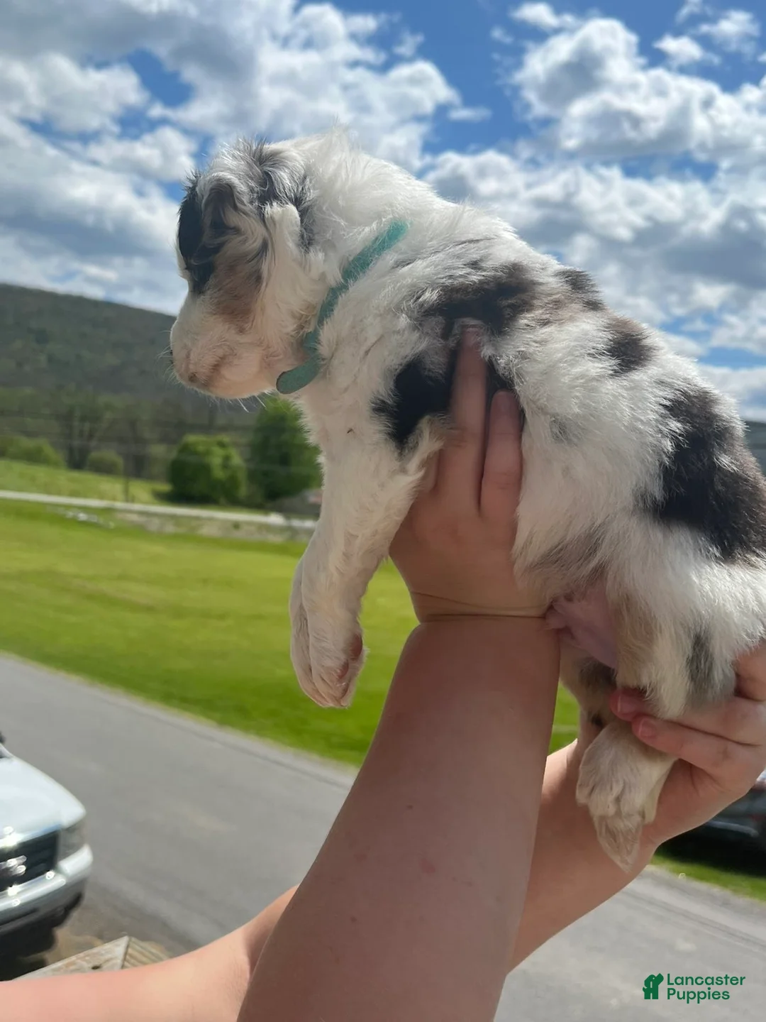 Miniature Australian Shepherd dogs for sale: Miniature Australian Shepherd Puppy - Ad 2