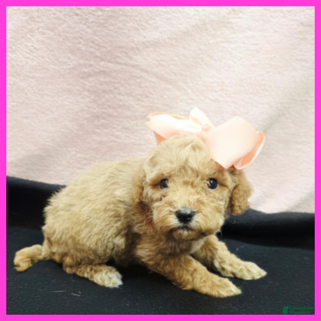 Maltipoo dogs Olive - Ad 2