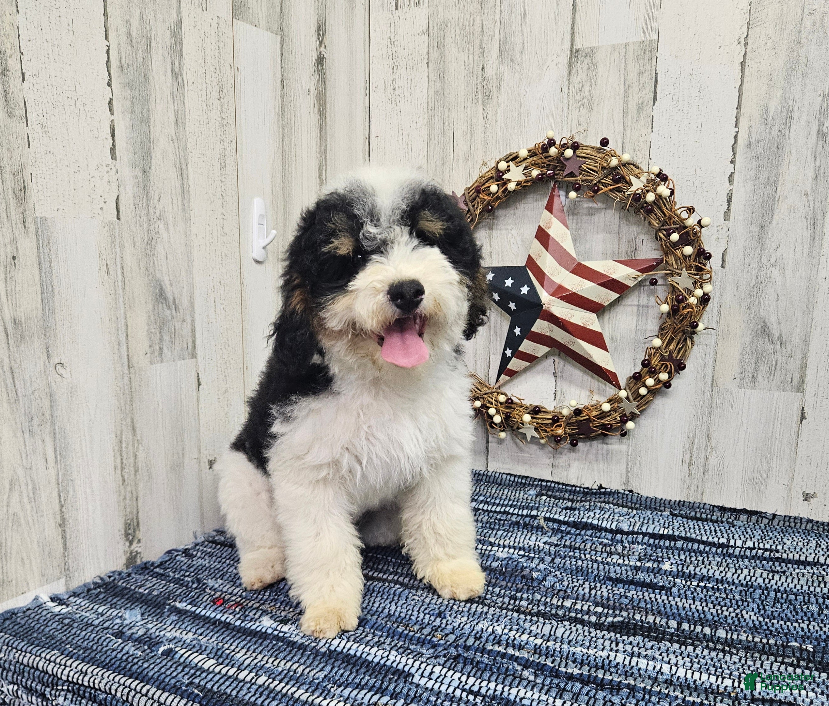 Mini Bernedoodle dogs F1b Hardy - Ad 14