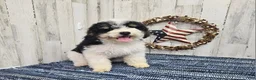 Mini Bernedoodle dogs for sale: F1b Hardy - Ad 1